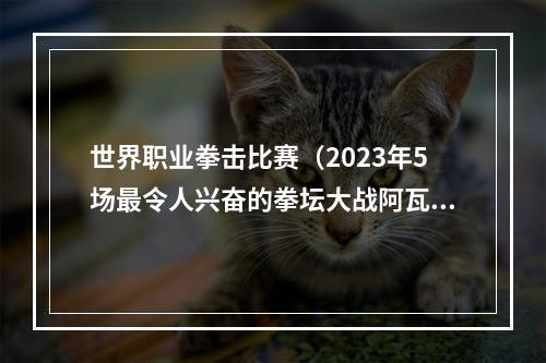 世界职业拳击比赛（2023年5场最令人兴奋的拳坛大战阿瓦雷兹被忽略）