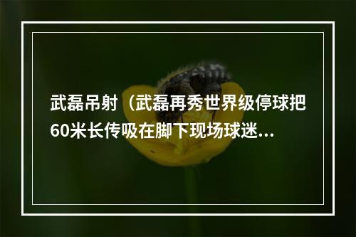 武磊吊射（武磊再秀世界级停球把60米长传吸在脚下现场球迷一片掌声）