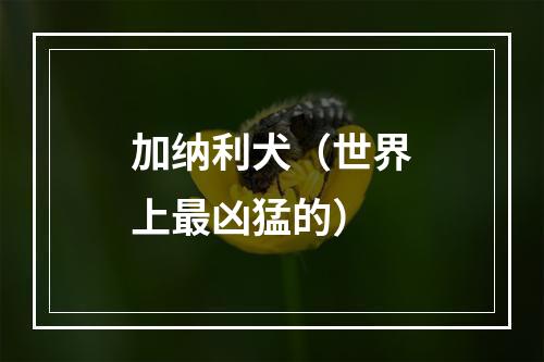 加纳利犬（世界上最凶猛的）