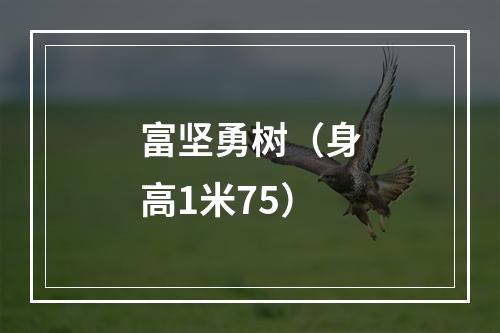 富坚勇树（身高1米75）