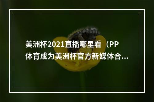 美洲杯2021直播哪里看（PP体育成为美洲杯官方新媒体合作伙伴 上PP体育免费看美洲杯）